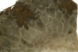 Free-Standing, Petoskey Stone (Fossil Coral) Section - Michigan #322958-1
